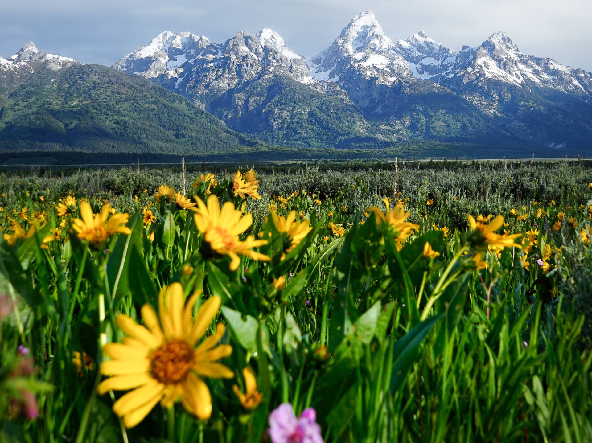 adobe lightroom flowers and mountains