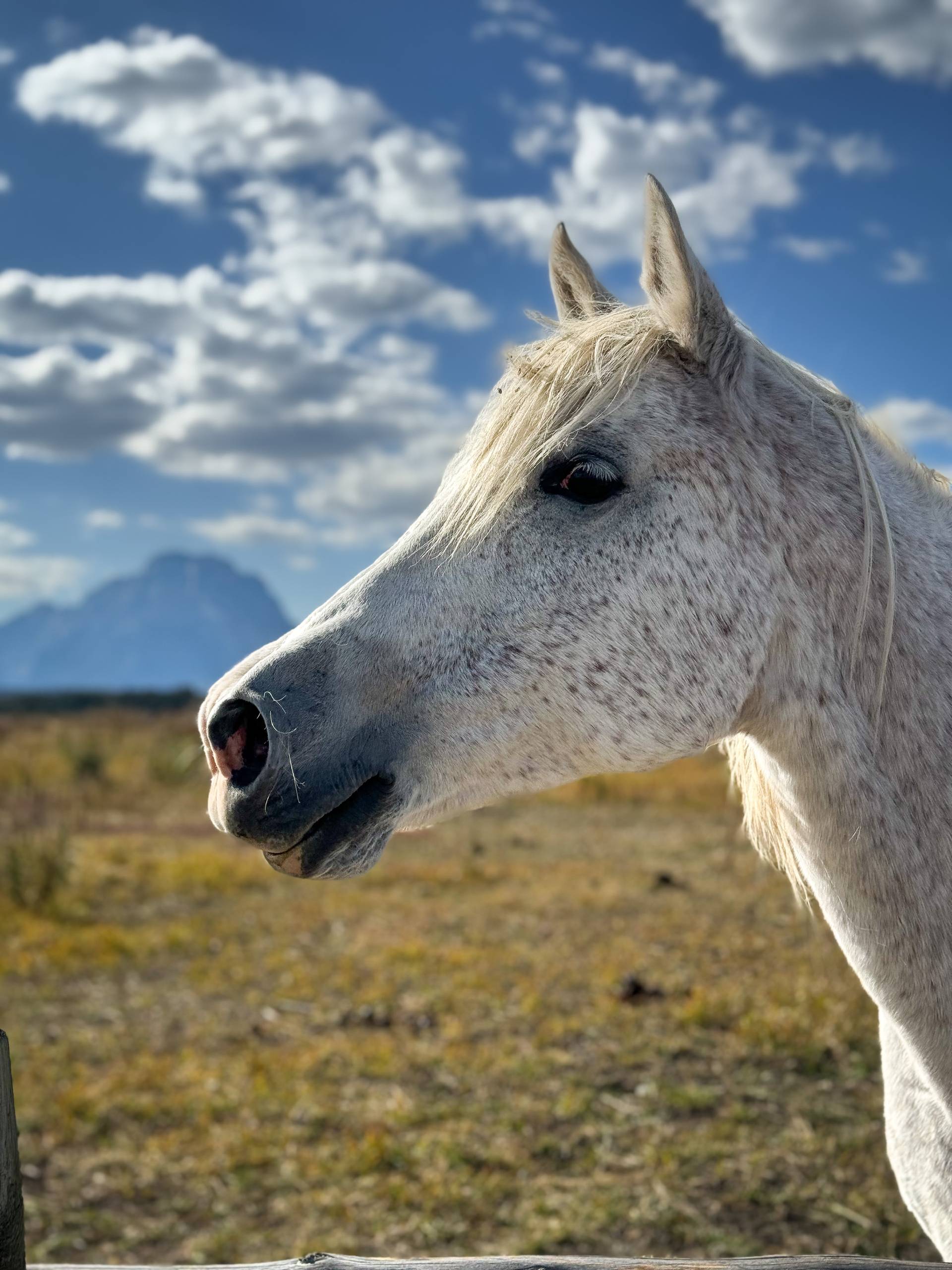 apple mens journal image of a horse head