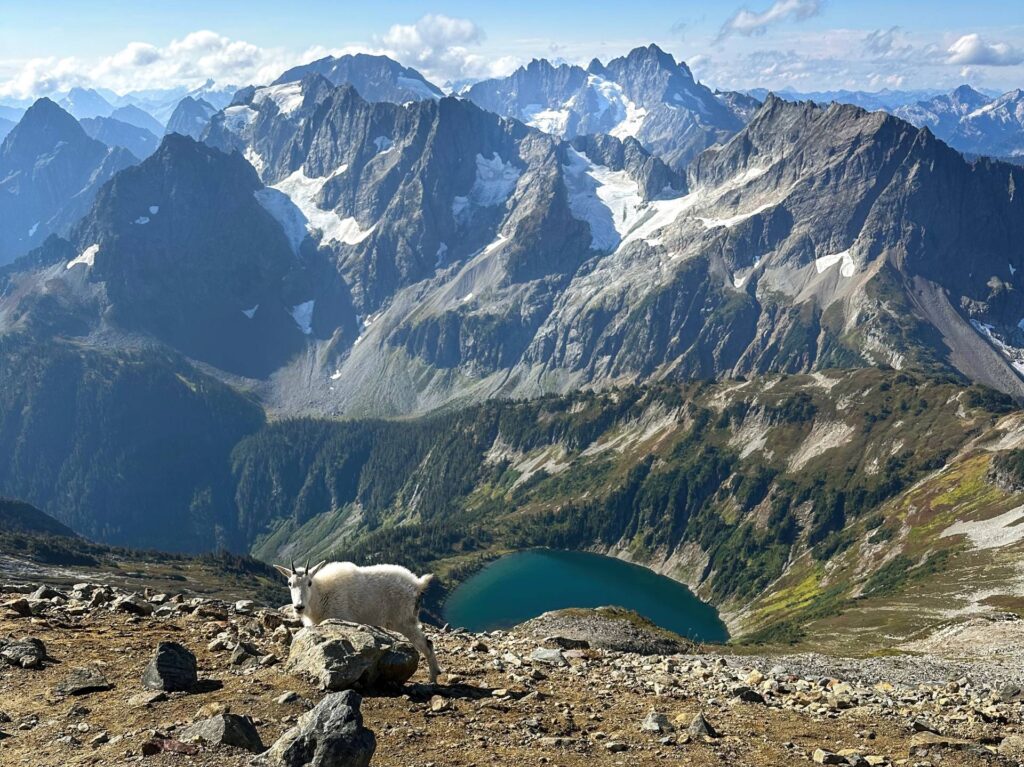 north cascades wa with a goat in the front