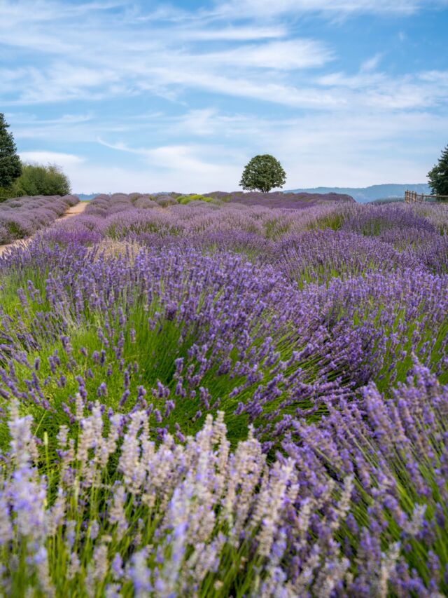 Lavender season in Hood River, Oregon.  The fields across the Hood River Valley typically bloom from late June through July, making summer one of the more colorful times to visit this part of Oregon.  We had an awesome few days exploring Hood River and the Columbia River Gorge—getting to check out and photograph these farms was one of the highlights.  #hoodriver #oregon #columbiarivergorge #lavender #lavenderfarm